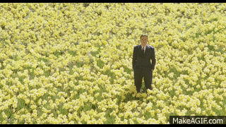 Daffodils